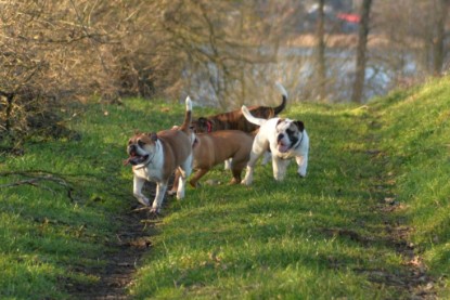 Continental Bulldogs Seeblickbulls Bilderalbum - Januar, Februar 2015