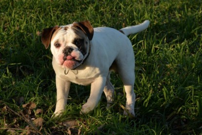 Continental Bulldogs Seeblickbulls Bilderalbum - Januar, Februar 2015