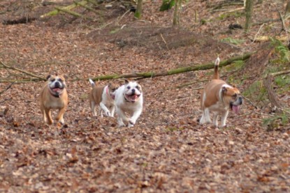 Continental Bulldogs Seeblickbulls Bilderalbum - Januar, Februar 2015