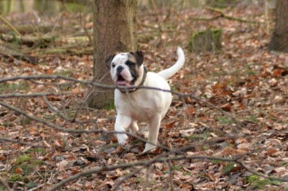 Continental Bulldogs Seeblickbulls Bilderalbum - Januar, Februar 2015