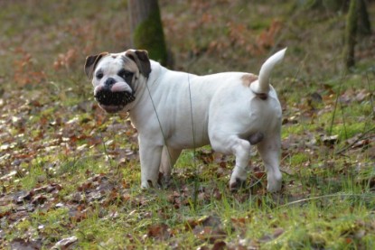 Continental Bulldogs Seeblickbulls Bilderalbum - Januar, Februar 2015