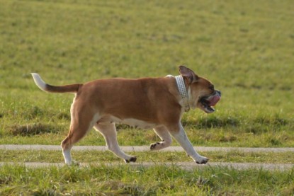 Continental Bulldogs Seeblickbulls Bilderalbum - Januar, Februar 2015