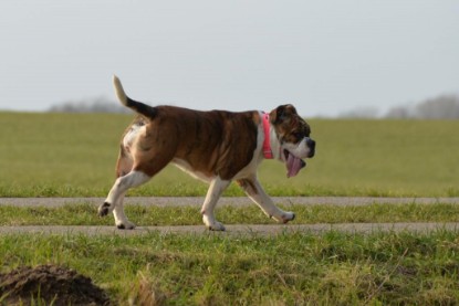 Continental Bulldogs Seeblickbulls Bilderalbum - Januar, Februar 2015