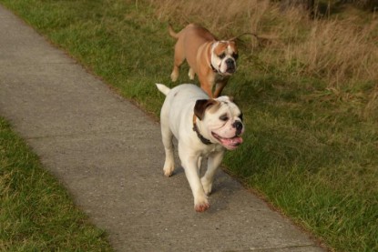 Continental Bulldogs Seeblickbulls Bilderalbum - Januar, Februar 2015