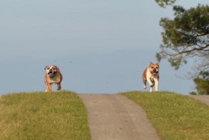 Continental Bulldogs Seeblickbulls Bilderalbum - Januar, Februar 2015