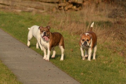 Continental Bulldogs Seeblickbulls Bilderalbum - Januar, Februar 2015