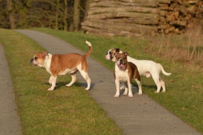 Continental Bulldogs Seeblickbulls Bilderalbum - Januar, Februar 2015