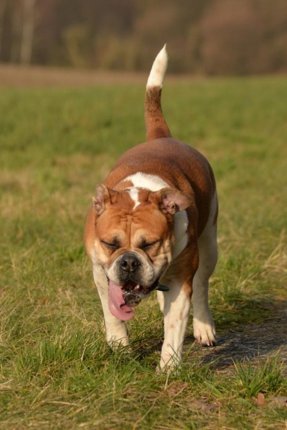 Continental Bulldogs Seeblickbulls Bilderalbum - Januar, Februar 2015