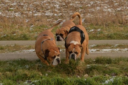 Continental Bulldogs Seeblickbulls Bilderalbum - Januar, Februar 2015