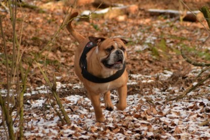 Continental Bulldogs Seeblickbulls Bilderalbum - Januar, Februar 2015