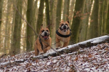 Continental Bulldogs Seeblickbulls Bilderalbum - Januar, Februar 2015