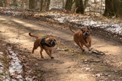 Continental Bulldogs Seeblickbulls Bilderalbum - Januar, Februar 2015