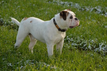 Continental Bulldogs Seeblickbulls Bilderalbum - Januar, Februar 2015