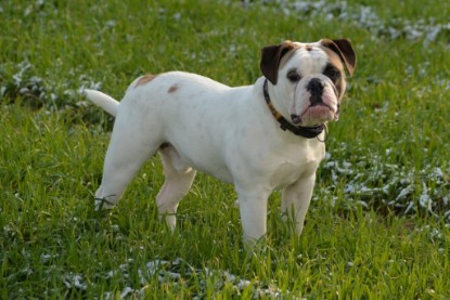 Continental Bulldogs Seeblickbulls Bilderalbum - Januar, Februar 2015