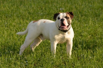 Continental Bulldogs Seeblickbulls Bilderalbum - Januar, Februar 2015