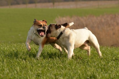 Continental Bulldogs Seeblickbulls Bilderalbum - Januar, Februar 2015