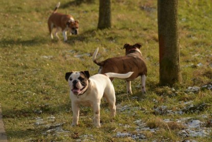 Continental Bulldogs Seeblickbulls Bilderalbum - Januar, Februar 2015