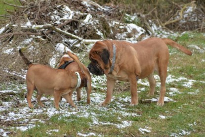 Continental Bulldogs Seeblickbulls Bilderalbum - Januar, Februar 2015