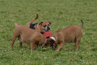 Continental Bulldogs Seeblickbulls Bilderalbum - Januar, Februar 2015