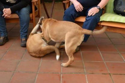 Continental Bulldogs Seeblickbulls Bilderalbum - Treffen der I-Babys