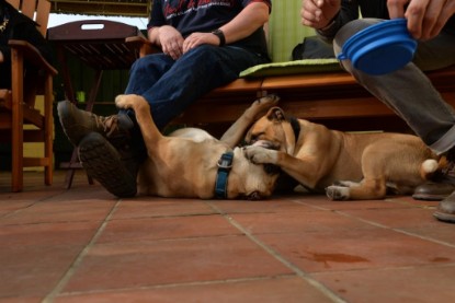 Continental Bulldogs Seeblickbulls Bilderalbum - Treffen der I-Babys