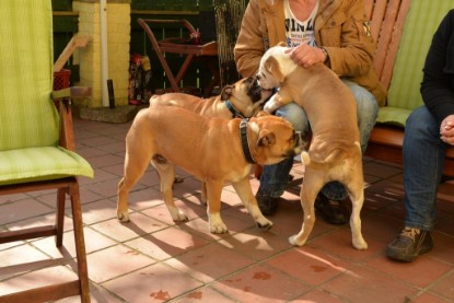 Continental Bulldogs Seeblickbulls Bilderalbum - Treffen der I-Babys