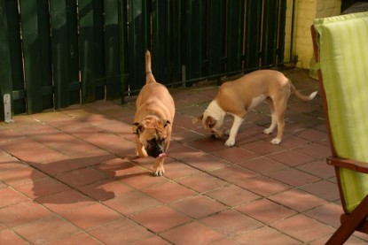 Continental Bulldogs Seeblickbulls Bilderalbum - Treffen der I-Babys