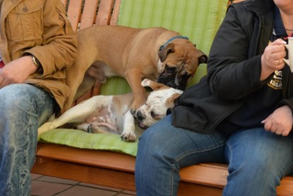 Continental Bulldogs Seeblickbulls Bilderalbum - Treffen der I-Babys