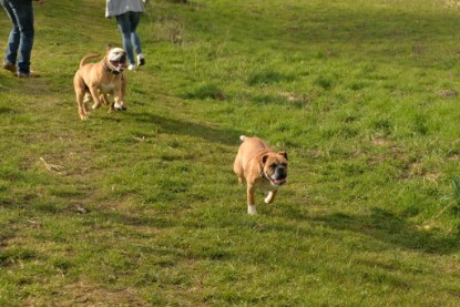 Continental Bulldogs Seeblickbulls Bilderalbum - Treffen der I-Babys