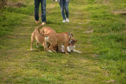 Continental Bulldogs Seeblickbulls Bilderalbum - Treffen der I-Babys