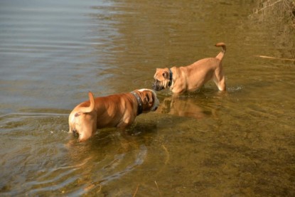 Continental Bulldogs Seeblickbulls Bilderalbum - Treffen der I-Babys