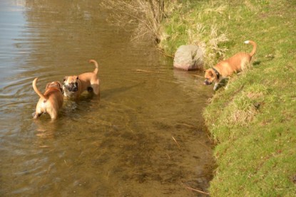 Continental Bulldogs Seeblickbulls Bilderalbum - Treffen der I-Babys