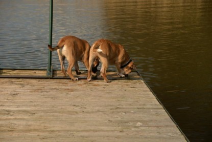 Continental Bulldogs Seeblickbulls Bilderalbum - Treffen der I-Babys