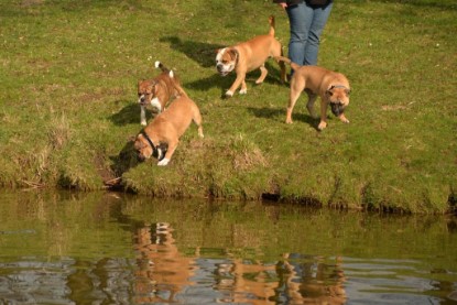 Continental Bulldogs Seeblickbulls Bilderalbum - Treffen der I-Babys