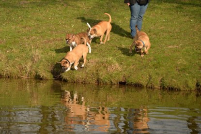 Continental Bulldogs Seeblickbulls Bilderalbum - Treffen der I-Babys