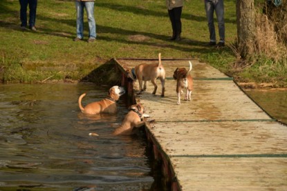 Continental Bulldogs Seeblickbulls Bilderalbum - Treffen der I-Babys