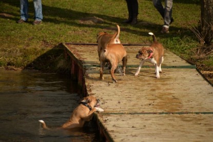 Continental Bulldogs Seeblickbulls Bilderalbum - Treffen der I-Babys