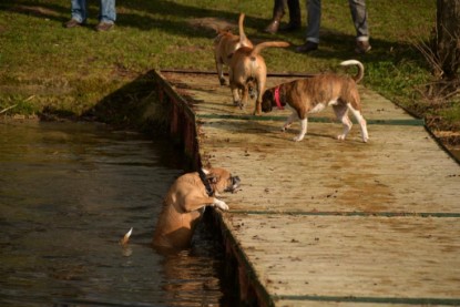 Continental Bulldogs Seeblickbulls Bilderalbum - Treffen der I-Babys