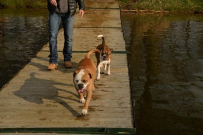 Continental Bulldogs Seeblickbulls Bilderalbum - Treffen der I-Babys