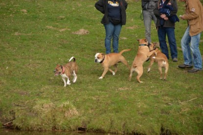 Continental Bulldogs Seeblickbulls Bilderalbum - Treffen der I-Babys